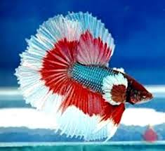 We did not find results for: Pin On Betta