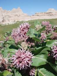 Asclepias Milkweed Milkweed Plant Asclepias Milkweed