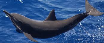 Are dolphins fish?