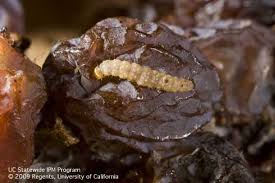 Image result for Lobesia botrana grapevine