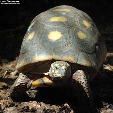 Turtle Visual Dictionary