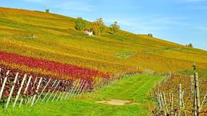 Découvrez l'agence du vignoble & alsacienne immobilier. Ce Qu Il Faut Connaitre Avant D Acheter Un Domaine Viticole Blog Vie Pratique Astuces Conseils