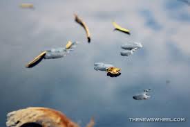 Pour some of the solvent onto your cloth, then rub it gently against the affected area to remove super glue from car paint. How To Get Sticky Tree Sap Off Car Paint The News Wheel
