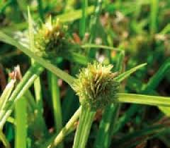 Image result for Kyllinga squamulata