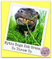 The Dish On Grass Dog Throwing Up Dogs Eating Grass Domestic Dog