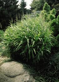 We recommend that they are in full sun for at least six hours per day, with access to sporadic shade. 13 Terrific Tall Grasses Hgtv
