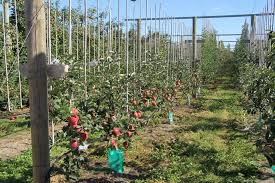 In addition, there are a number of other species which have not been declared pests, however, control of these species may be considered by land occupiers to protect sites where they are impacting on natural biodiversity. New Zealand Fruit Growers Look To The Future Of Production Varieties Growing Produce