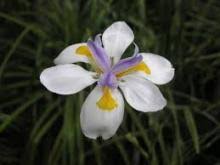 Image result for Kraussia floribunda