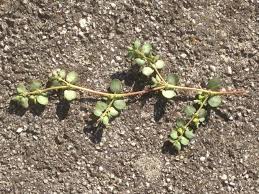 Image result for Euphorbia serpens