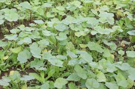 Image result for Malva verticillata