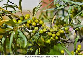 Check spelling or type a new query. Immature Fruits Of Sea Buckthorn Berries On A Green Bush Tree Canstock