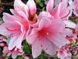 Azaleas Pink Azaleas Floral Artwork Beautiful Flowers