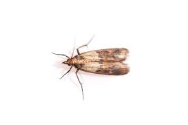 Elle se nourrit des bonnes choses qui se trouvent dans votre cuisine. Se Debarrasser Des Mites Alimentaires 5 Astuces Pour Vous Guider