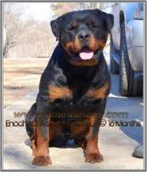 These lovable, energetic rottweiler puppies grow into intelligent and courageous working class dogs. German Rottweiler Studs Service Rottweiler Breeders