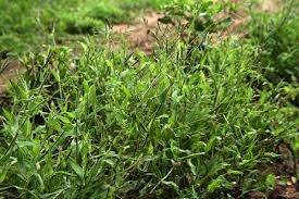 Image result for Urochloa panicoides