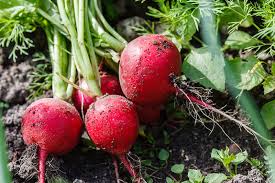 Growing radishes from seed is very easy! Radish A Beginner S Guide To Growing Radishes Indoors