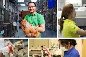 Read About Being A Veterinary Nurse At Al Barsha Veterinary Clinic