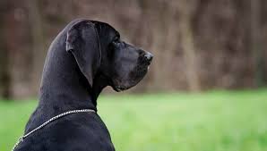 Anche se l'alano è un cane da guardia o da caccia, il suo carattere è tutt'altro che aggressivo. Alano Carattere Allevamenti E Prezzo Razzedicani Net
