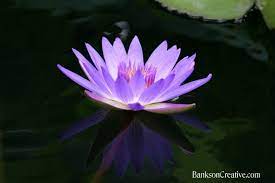 Water Lily Purity Of Heart Water Lilies Lily Language Of Flowers