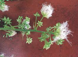 Image result for Albizia odoratissima