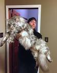 Largest Cat In The World: Largest Cat Breed In The World
