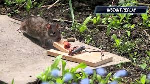 Ratte Gegen Rattenfalle Teil 2 Youtube