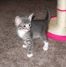 Large grey and white cat breeds. Breeds Of Grey And White Cat Cats Venture