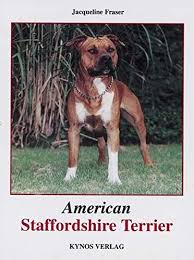 American staffordshire terrier breeder located in saint augustine, florida. American Staffordshire Terrier Fraser Jacqueline Amazon De Bucher