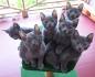 Korats for Sale | Cats on Oodle Classifieds