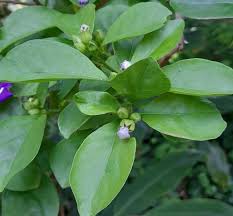 Image result for Brunfelsia australis