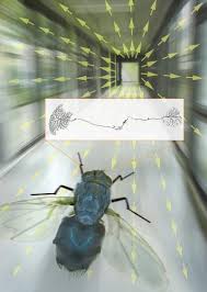 We have provided pest control services in the nashville and surrounding areas for over 28 years. Robotics Insights Through Flies Eyes