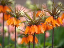 Check spelling or type a new query. 11 Deer Resistant Flower Bulbs For Your Garden
