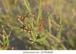 Image result for Jamesbrittenia burkeana