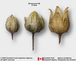 Image result for Spergula