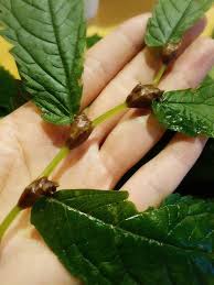 最高級みずの実 愚三昧 菜る海のスタッフブログ