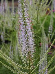 Veronicastrum sibiricum is a herbaceous plant with whorled, simple leaves. Stauden Stade Versand Shop Veronicastrum Virginicum Apollo Kandelaber Ehrenpreis Hier Bestellen