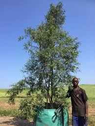 Image result for Buddleja saligna