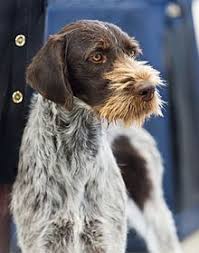 Our lovely german wirehaired pointer dog has given birth to stunning and healthy puppies. German Wirehaired Pointer Wikipedia