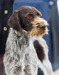 The typical poodle german shorthair pointer mix might possess a wide range of characteristics. German Wirehaired Pointer Wikipedia