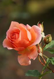 Stupenda Rosa Arancio Beautiful Flowers Beautiful Roses Flower Photos