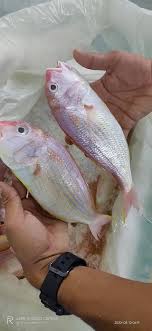 Ikan kerisi 2 ekor (500gr) bawang merah 5butir bawang putih 3siung cabe merah 5bh tomat merah. Kerisi Saiz 6 8 Ekor Sekilo Rm12 Kg Daily Fresh Seafood Facebook