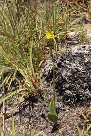 Image result for Eriospermum