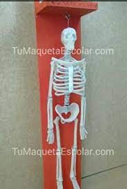 maquetas escolares en lima maqueta esqueleto 3d para ninos esqueleto humano esqueleto esqueleto humano 3d