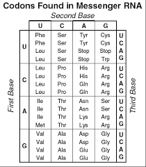 This chart only shows those amino acids for which the human genetic code directly codes for. Codon Charts Molecular Genetics