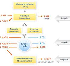Check spelling or type a new query. 2 26 Cellular Respiration Biology Libretexts