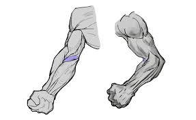 On the posterior side of the arm the extensor muscles, such as the extensor carpi ulnaris and extensor digitorum, act as antagonists to the flexor muscles by extending the hand and fingers. How To Draw Forearms With Anatomical Detail A Step By Step Guide Gvaat S Workshop