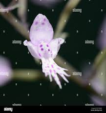 Image result for Stenoglottis