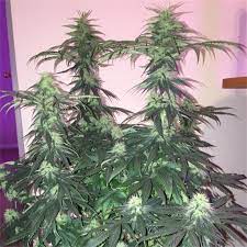 Mexican Aka Mexico Marijuana Strain Information Leafly