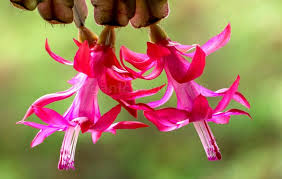 Christmas cactus like bright but indirect light. Schlumbergera