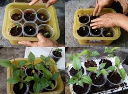 Ada beberapa cara menyemai biji durian. Cara Menanam Buah Pear Dengan Biji Edukasi Lif Co Id